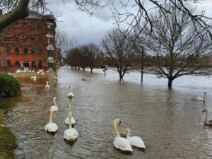 swans swimming outside flooded building